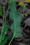 Twoflower dwarfdandelion